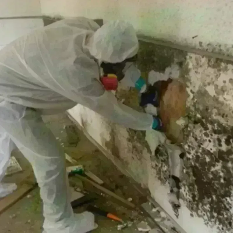 Mold Remediation and Removal in Lake City, FL